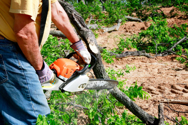 Best Stump Grinding Near Me  in St Joseph, MN